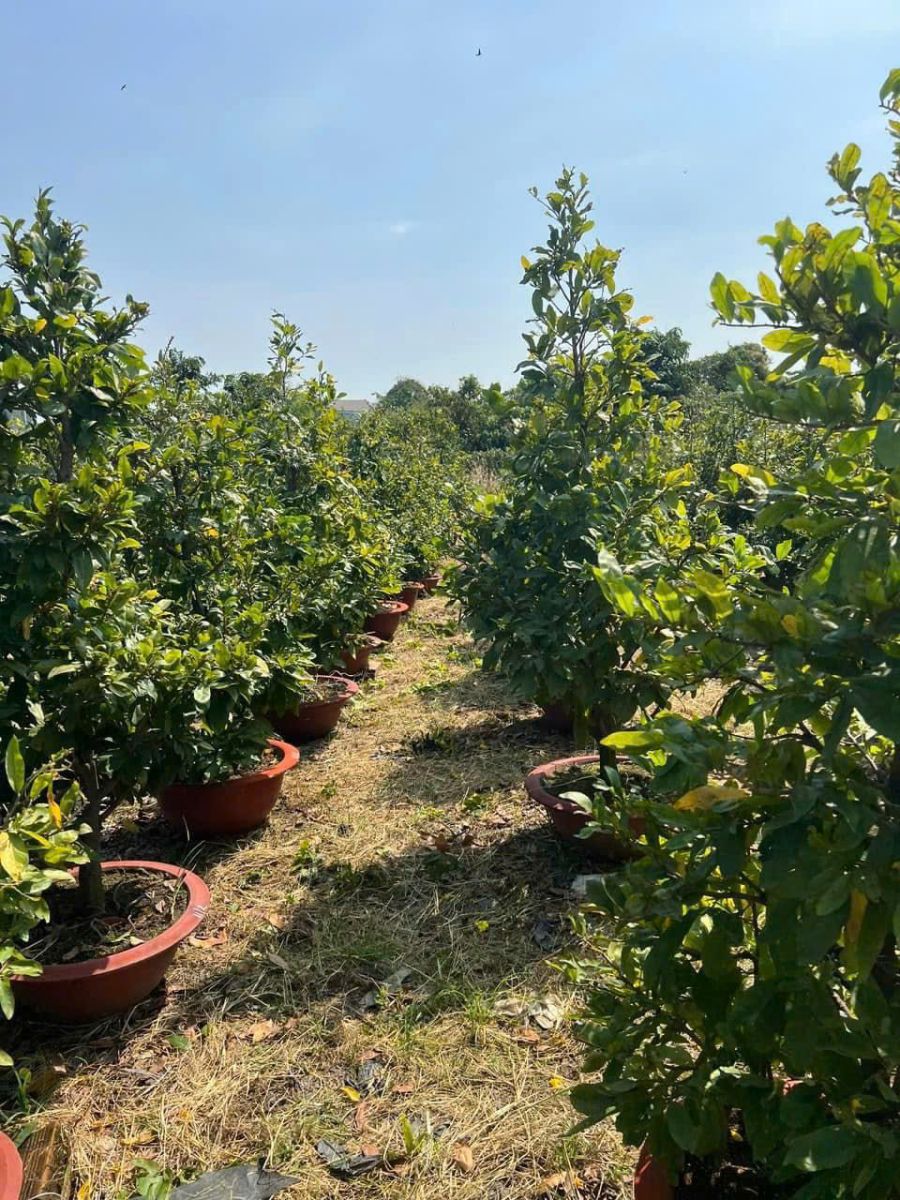 CUNG CẤP SỐ LƯỢNG LỚN CÂY CẢNH - CÂY MAI GIÁ RẺ UY TÍN TẠI VƯỜN DĨ AN, BÌNH DƯƠNG